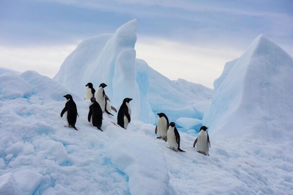 Antarctica’s Uncommon Appeal: Branding the World’s Most Remote Destination