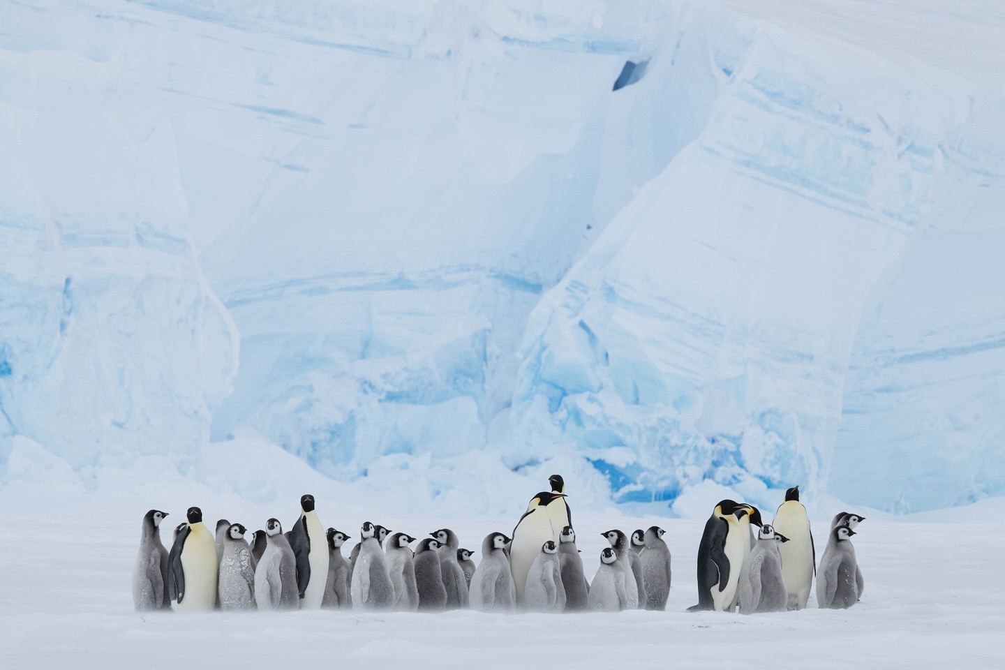 Antarctica’s Uncommon Appeal: Branding the World’s Most Remote Destination