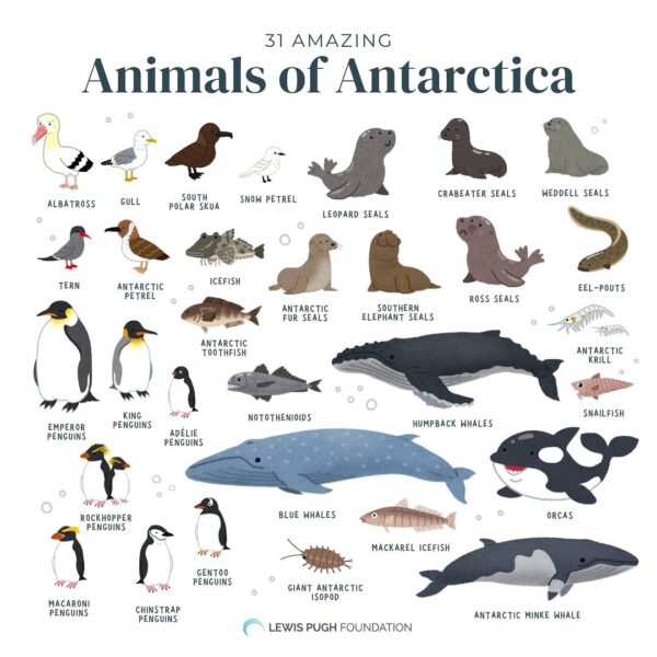 Antarctica’s Uncommon Appeal: Branding the World’s Most Remote Destination