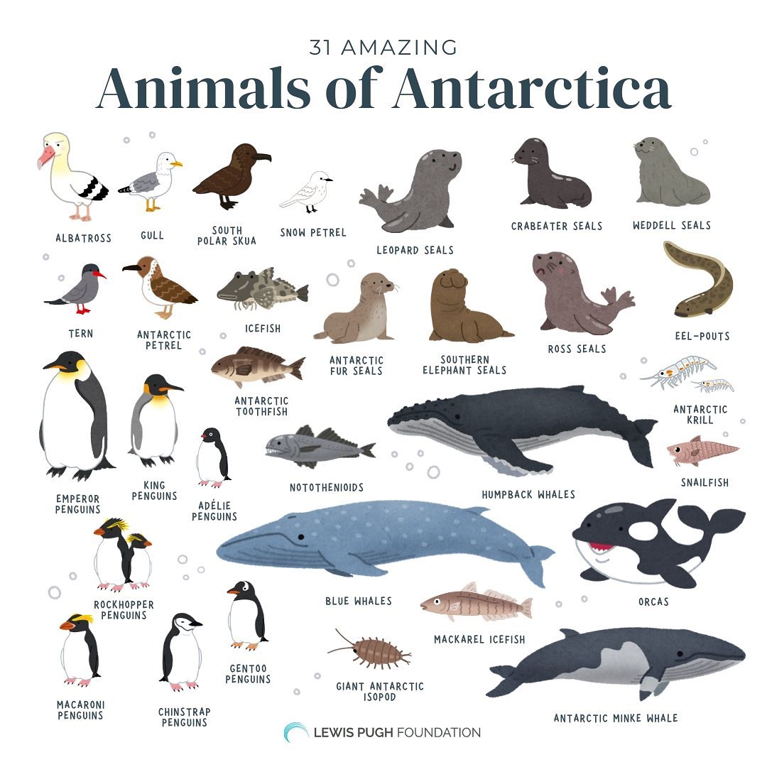 Antarctica’s Uncommon Appeal: Branding the World’s Most Remote Destination