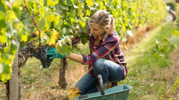 Napa Valley: Selling Lifestyle and Experience Beyond Wine Tourism