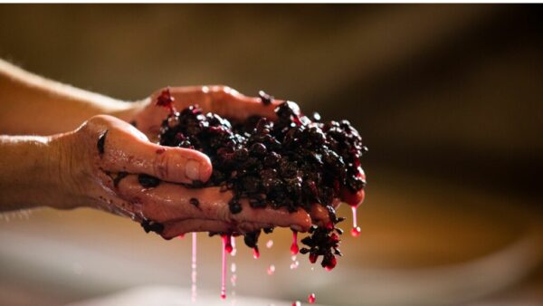 Napa Valley: Selling Lifestyle and Experience Beyond Wine Tourism