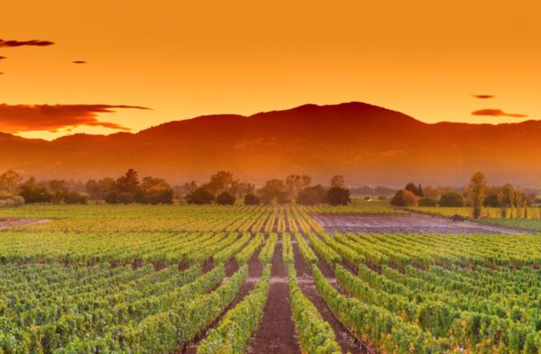 Napa Valley: Selling Lifestyle and Experience Beyond Wine Tourism