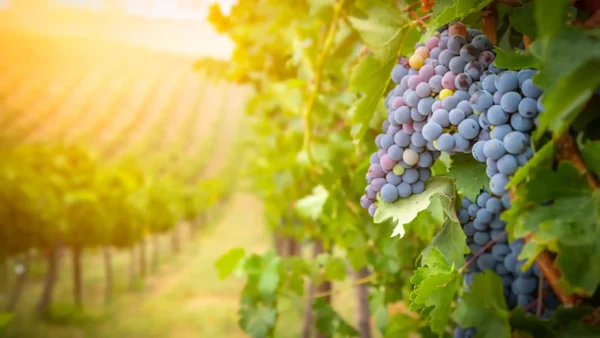 Napa Valley: Selling Lifestyle and Experience Beyond Wine Tourism