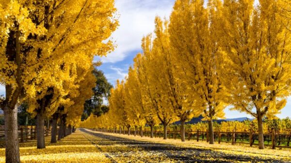 Napa Valley: Selling Lifestyle and Experience Beyond Wine Tourism