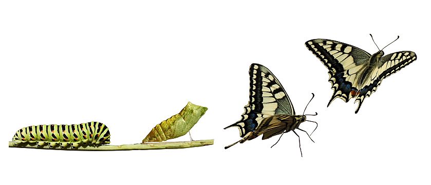 Brand transformation illustration demonstrating how destination brands are created by PDF AFrica
