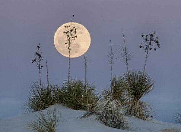 New Mexico: Where Indigenous Heritage Meets Modern Culture