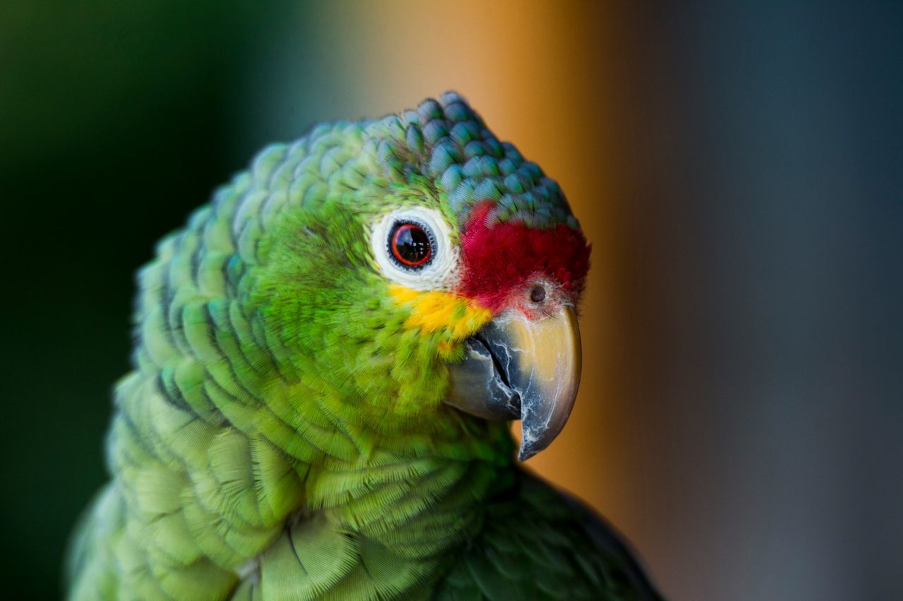 Costa Rica: A Global Leader in Sustainability and Eco-Tourism