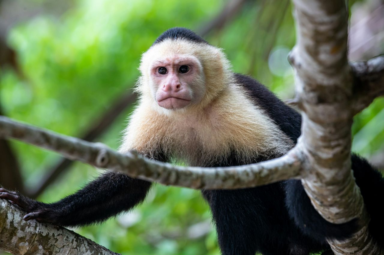 Costa Rica: A Global Leader in Sustainability and Eco-Tourism