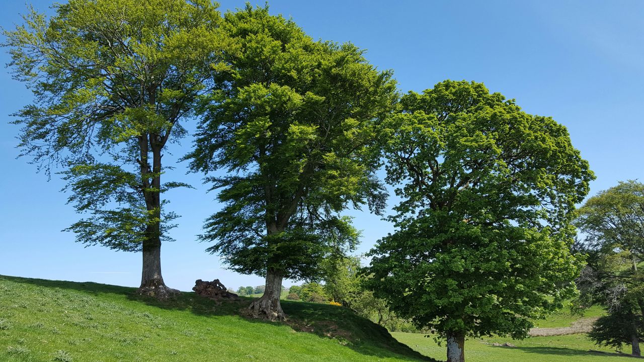 Scotland’s Ancestral Storytelling: A Journey Through Time and Heritage