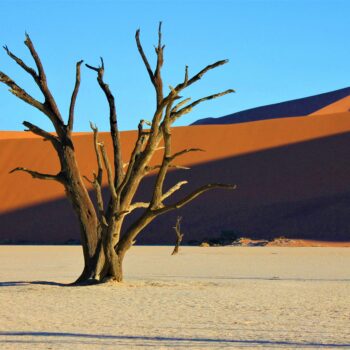 Sustainability Sells: Transforming Limited Resources into a Competitive Advantage. Breathtaking view of a dead tree against Namib Desert dunes at Deadvlei, Namibia.