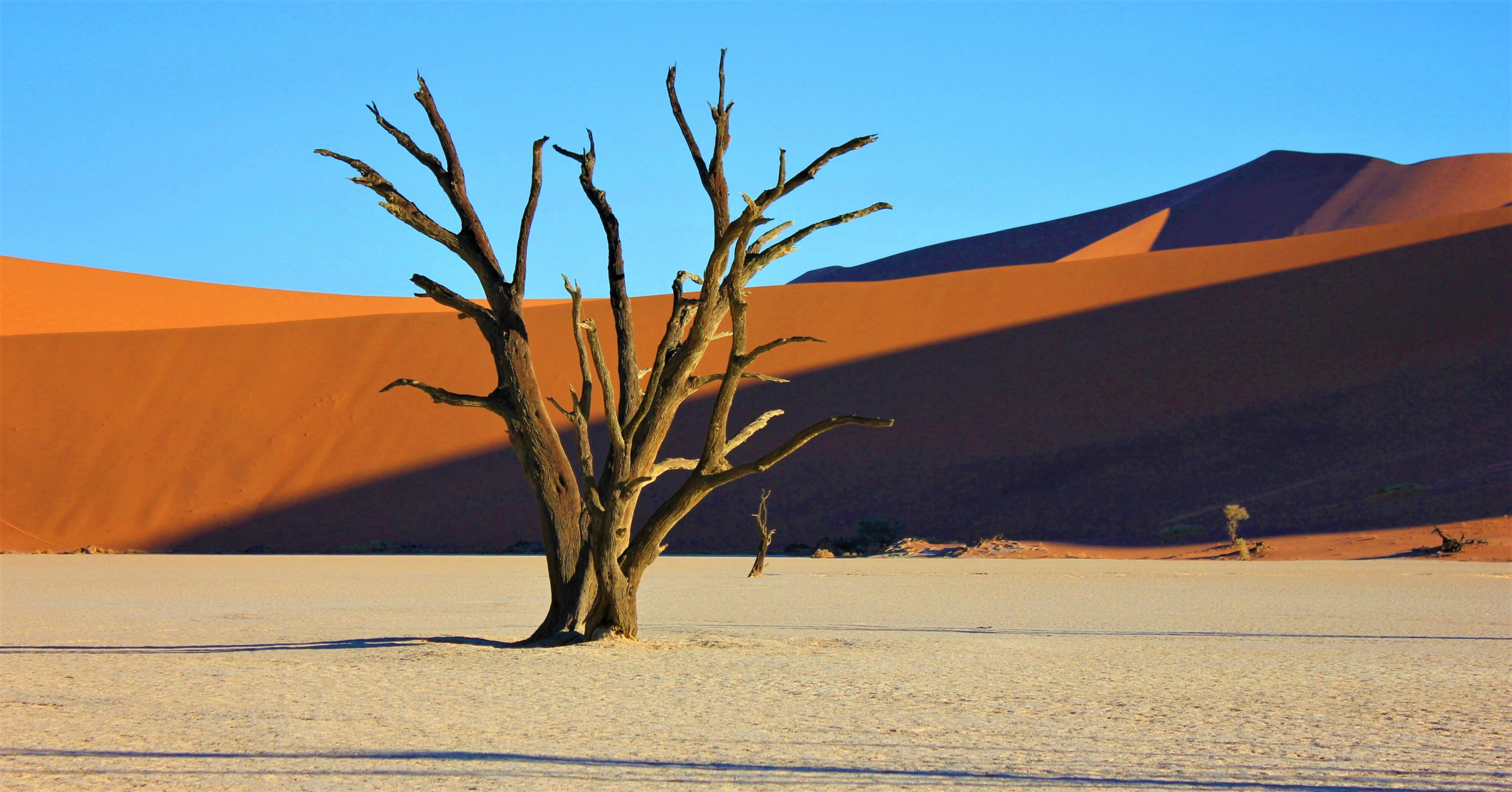Sustainability Sells: Transforming Limited Resources into a Competitive Advantage. Breathtaking view of a dead tree against Namib Desert dunes at Deadvlei, Namibia.
