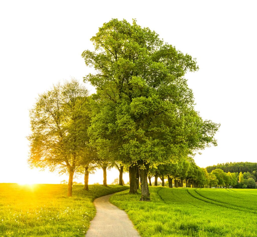 Idyllic countryside scene with a sunlit pathway flanked by lush trees and grass in summer.