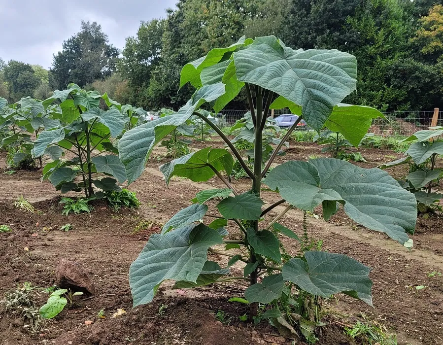 paulownia trees are instrumental in the agroforestry economy and mitigation of climate-change