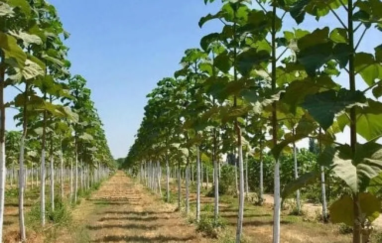 Agroforestry using Paulownia Trees