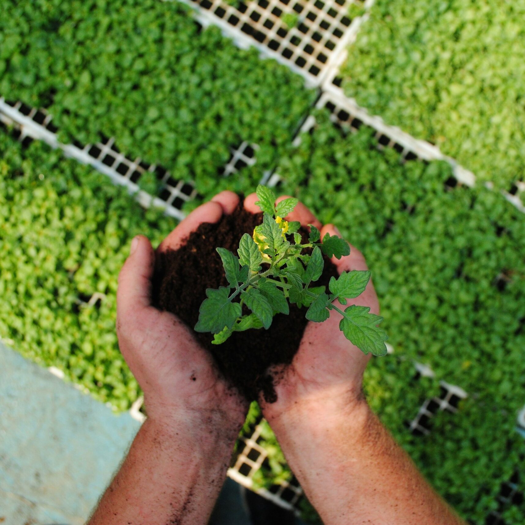 Agroforestry economics