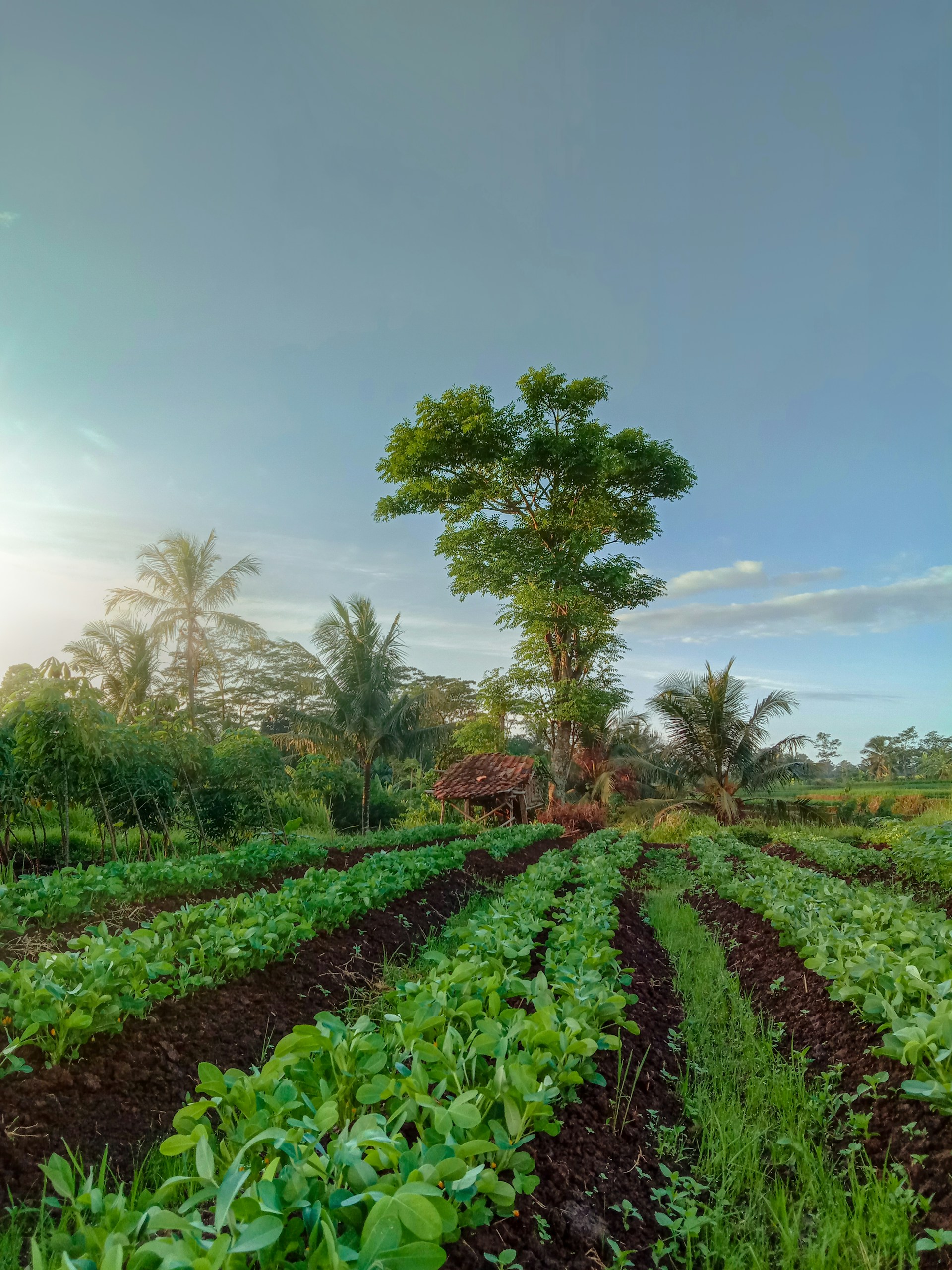 why many agroforestry projects struggle to attract capital