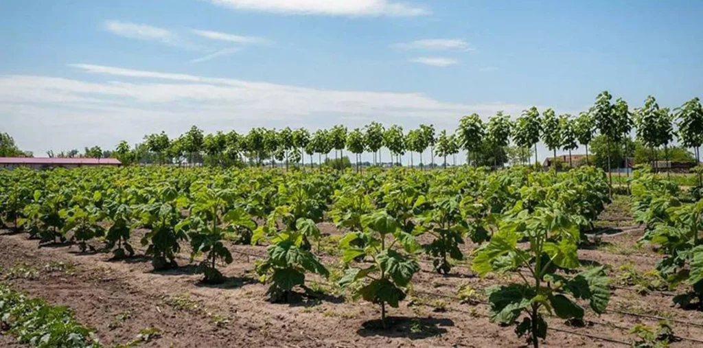 Paulownia Plantations as a key component of agroforestry economy