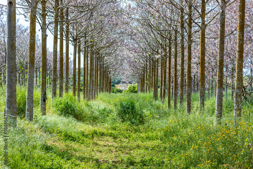 View of Paulownia kiri tree plantation in bloom