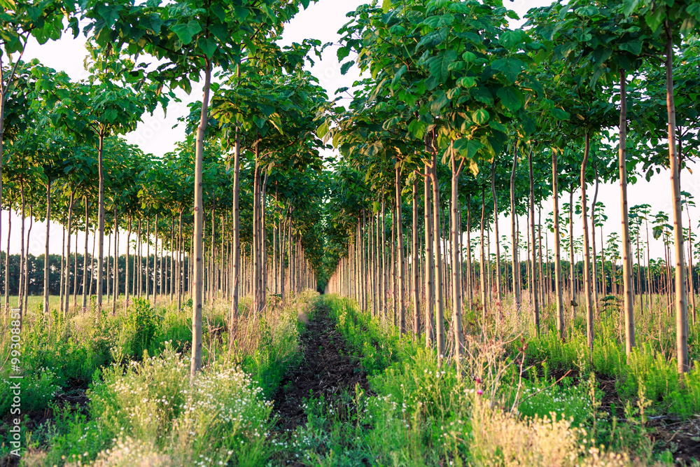 Pretty woodland, paulownia tree plantation intercropping with fodder crops