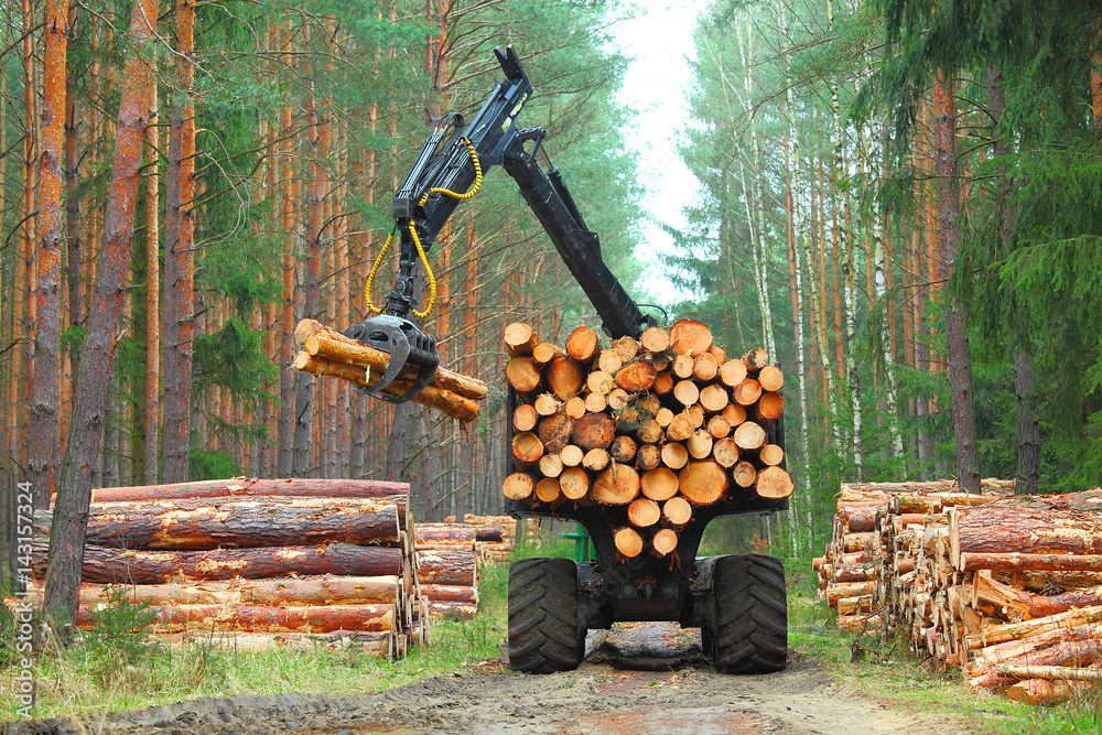 The harvester working in a forest. Harvest of timber. Firewood as a renewable energy source. Agriculture and forestry theme.