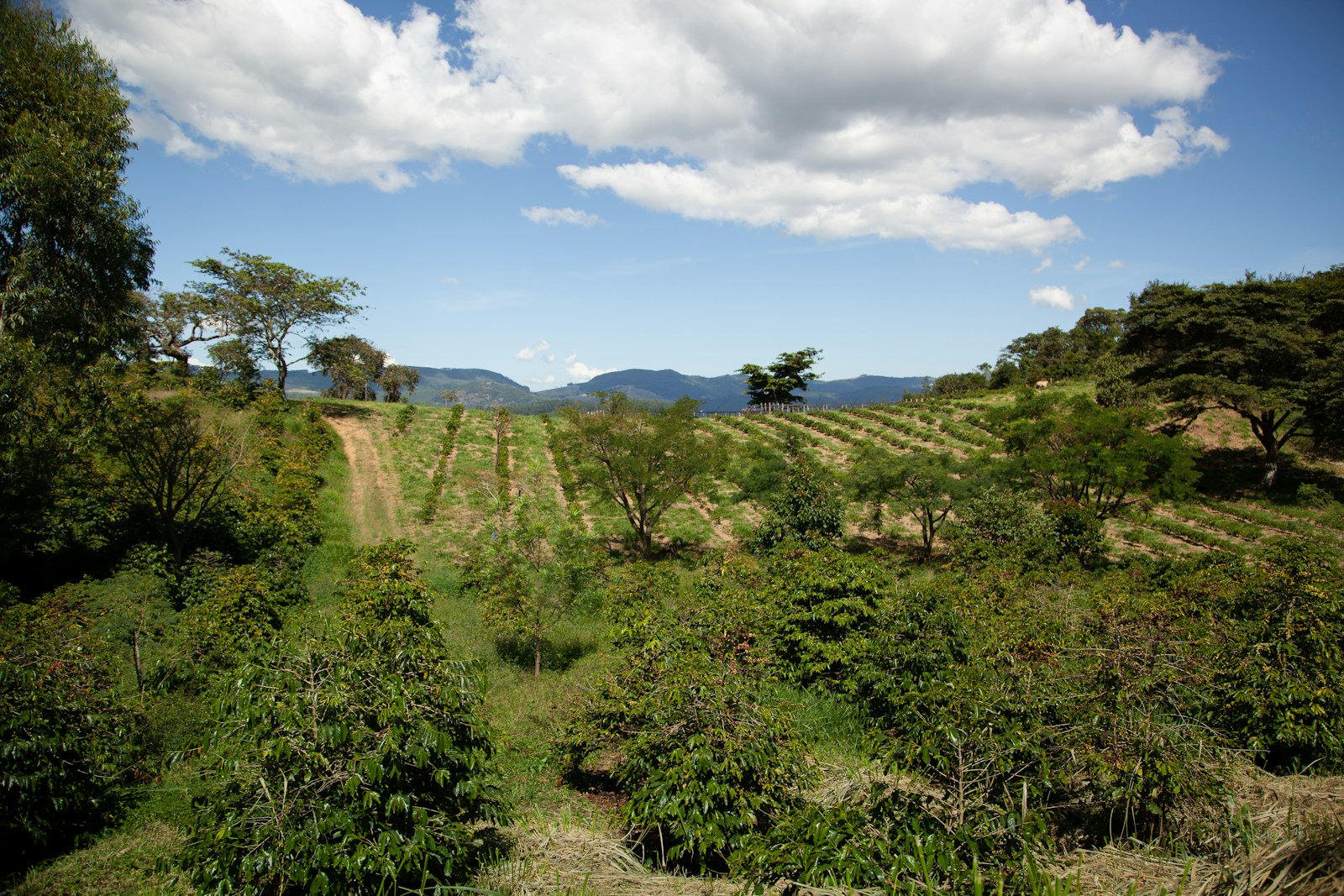 a landscape with trees and bushes for carbon credits