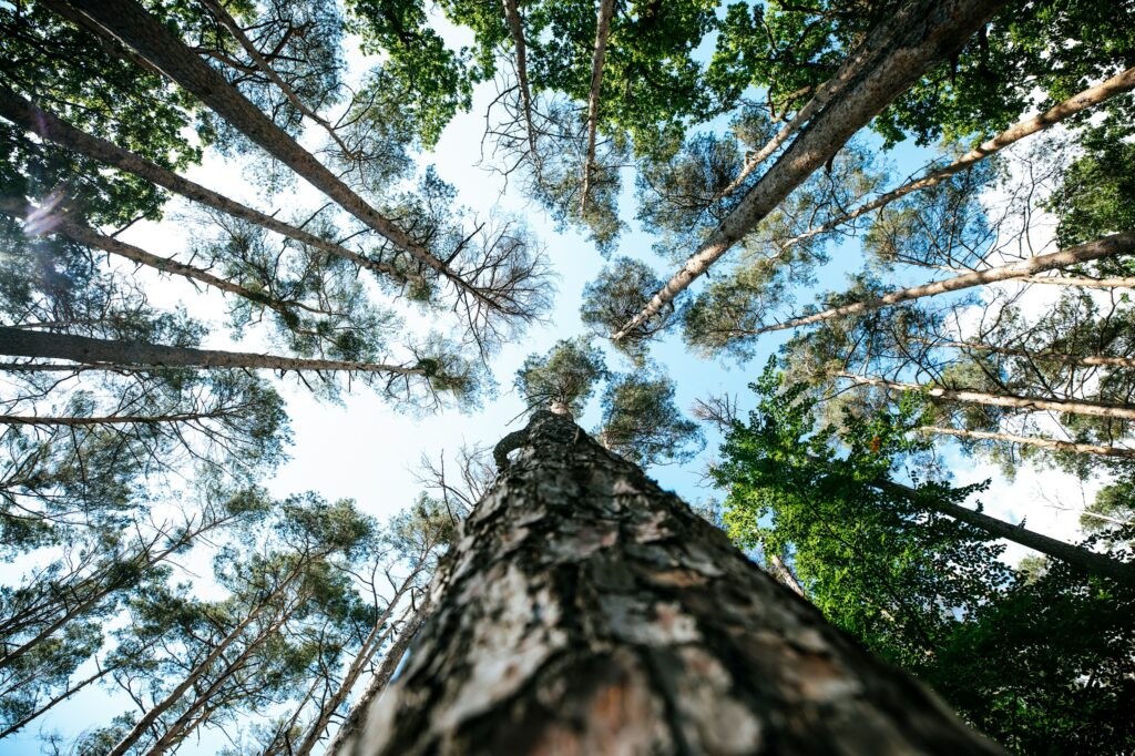 Scaling Kenya’s 15 Billion Tree Goal Profitably.